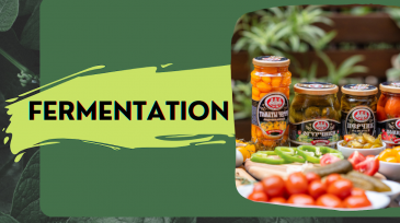 Why fermentation is useful and how it happens